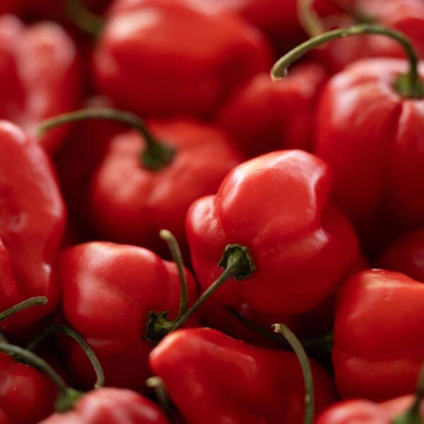 Very Hot Sauce – Bild 6